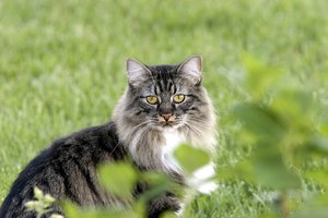 Manx cymric