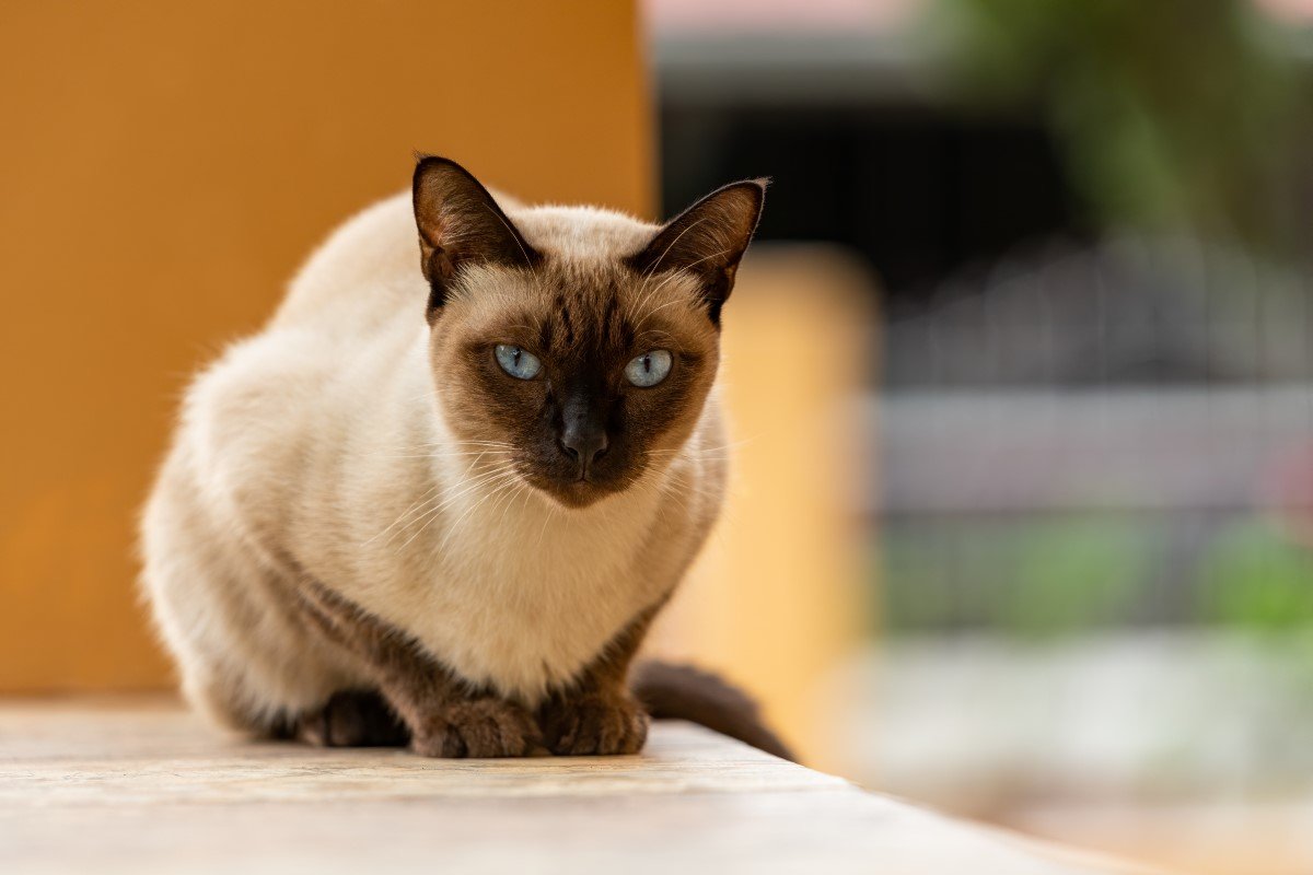 thai macska